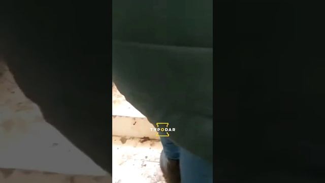 Превратили дом в курятник смотреть онлайн