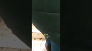 Превратили дом в курятник