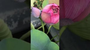 лотос махровый в саду #Lotus Zhong Shan Hong Tai. #Лотос махровый. #Nelumbo nucifera