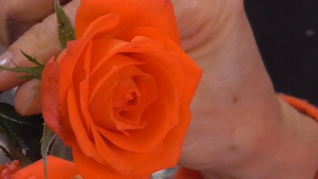 絵手紙入門　楽しく簡単に四季を描こう　ラディッシュとバラ смотреть онлайн