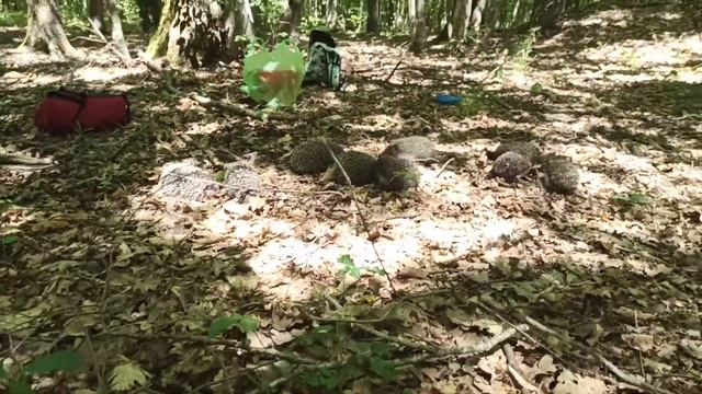 Выпуск ежат смотреть онлайн