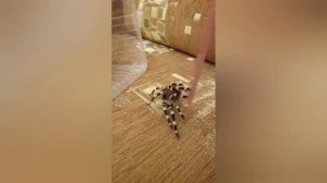 Паук-птицеед как домашний любимец. Акантоскурия геникулята.