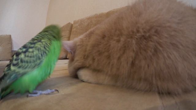 Трогательная дружба животных. Кот Марсик и попугай Кеша. смотреть онлайн