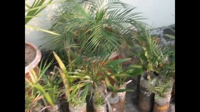 Phoenix Roebelenii Palm _ yr 2011 смотреть онлайн