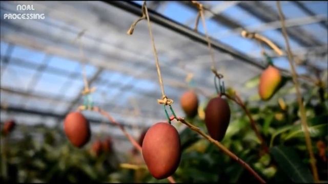 Dunyodagi eng qimmat mango $. Mango yetishtirish daromadli kasb смотреть онлайн