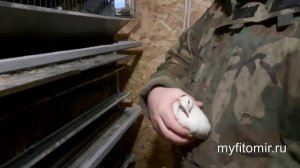 Формируем семьи перепелов определяем пол