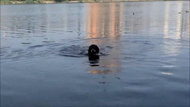 эдик плавает смотреть онлайн