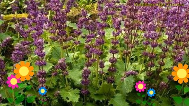 Шалфей дубравный Пурпл рэин. Краткий обзор, описание характеристик salvia nemorosa Purpule Rain смотреть онлайн