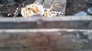 Новости нашей зоофермы. Свиньи породы Кармал 01.10.19.