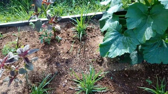 СЕСТРЫ ПРИШЛИ НА ПОМОЩЬ