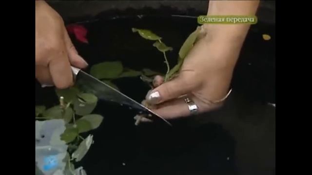 Черенкование роз смотреть онлайн