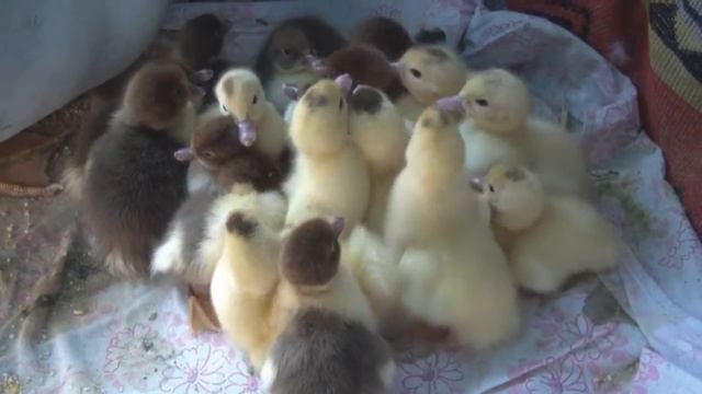 Первые вестники весны смотреть онлайн