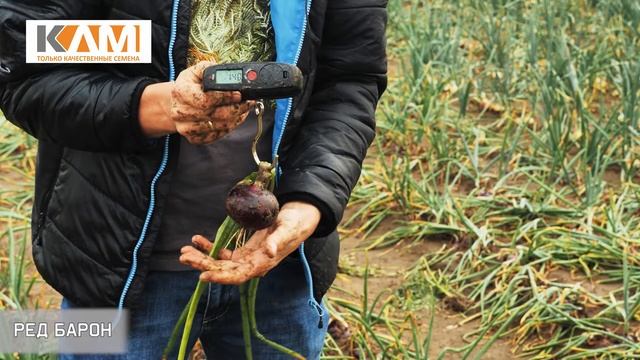 Лук репчатый Ред Барон смотреть онлайн