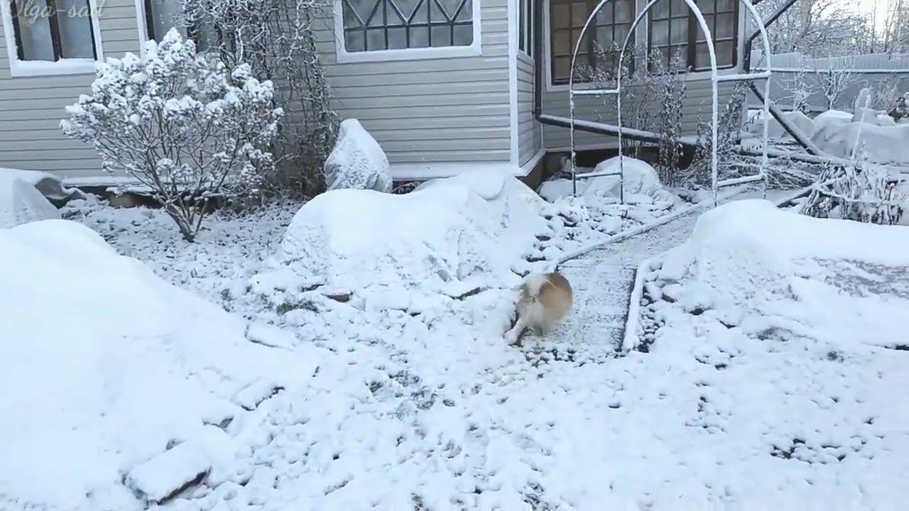 Как поживают розы в Ноябре 2021г. смотреть онлайн