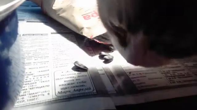 КОТЫ ЕДЯТ СЕМЕЧКИ?! смотреть онлайн