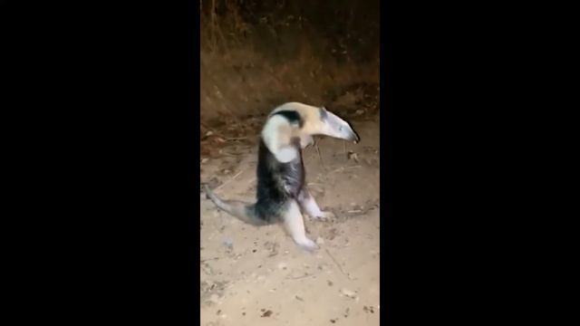 ПРИКОЛЫ | Подборка приколов №6 | Смешные животные | Приколы из соц.сетей | Приколы с животными смотреть онлайн