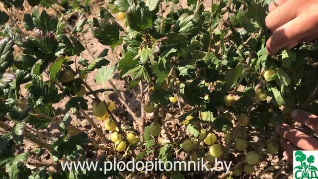 Крыжовник Белорусский сахарный улучшенный. Самый сладкий сорт крыжовника. смотреть онлайн