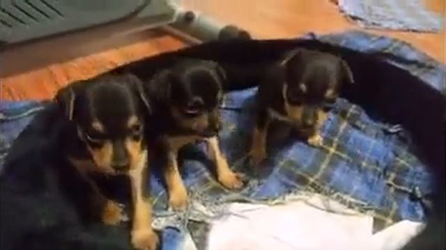 Щенки той-терьера 3 нелели. смотреть онлайн