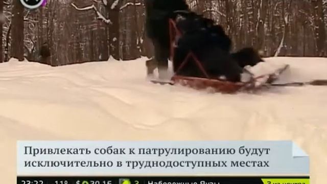 Парк Кузьминки начали патрулировать на собачьих упряжках смотреть онлайн