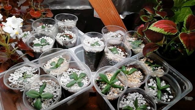 САМАЯ ВАЖНАЯ ПОДКОРМКА ЭУСТОМЫ. УСКОРЯЕМ РОСТ ЭУСТОМЫ. смотреть онлайн