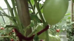 ТОМАТ НАСТЕНЬКА   СОРТ С ДЛИТЕЛЬНЫМ ПЛОДОНОШЕНИЕМ.  Ольга Чернова 15 июля