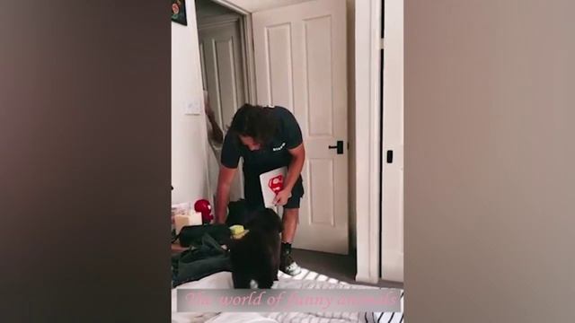 ПРИКОЛЫ С ЖИВОТНЫМИ ДО СЛЕЗ Смешные КОТЫ 2022 ИЮЛЬ Приколы с КОТАМИ Funny ANIMALS video смотреть онлайн