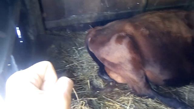 Навоз// чистка сарая// красная степная// смотреть онлайн