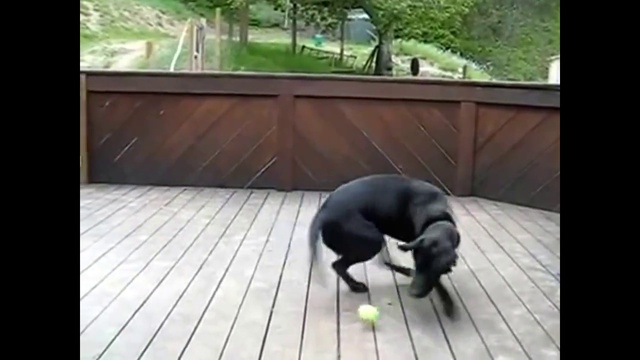 Funny  Dog  ( Смешные собаки )