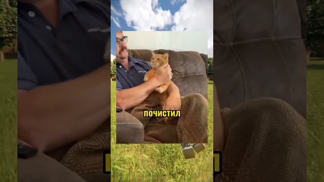 ВИРУСНЫЕ ВИДЕО / Котовек паук 🕷️ смотреть онлайн