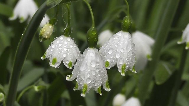 Romantic music. Весенний вальс.??? смотреть онлайн