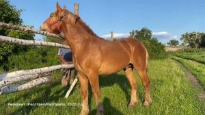 Советский тяжеловоз Резидент. ?? Советские тяжеловозы в России. ?