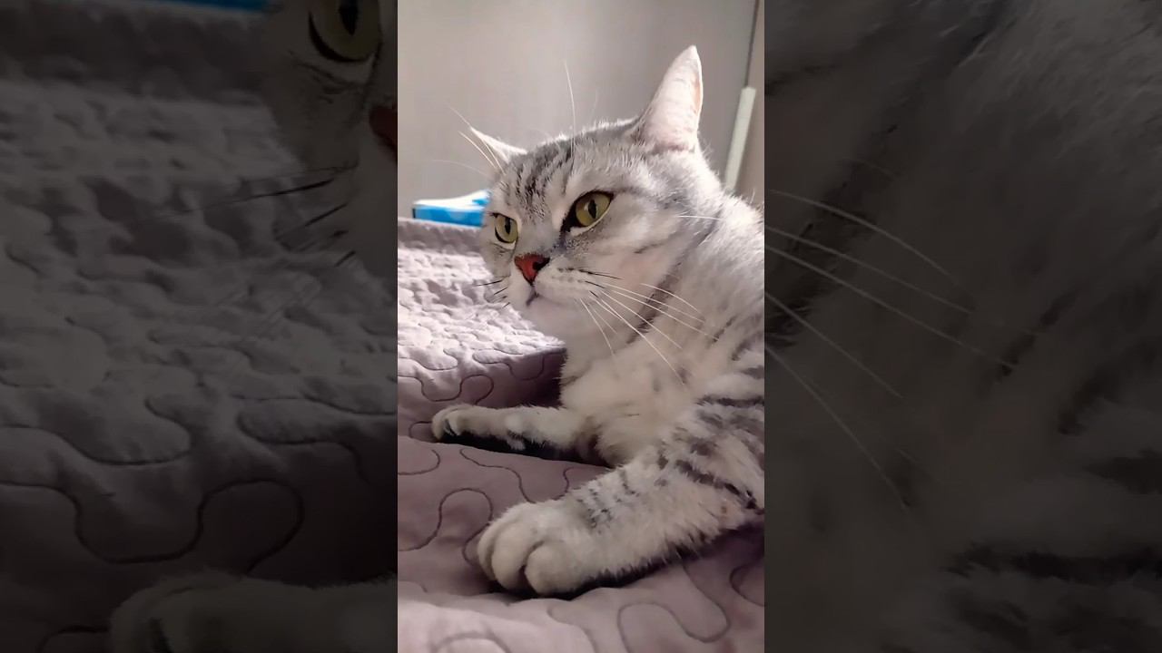 Не лайкай это видео! ⛔ #shorts смотреть онлайн