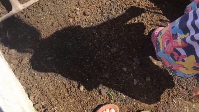 Как посадить газон