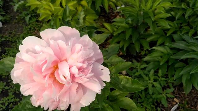 Пион Manitowoc Maiden. Манитовок мэйден.