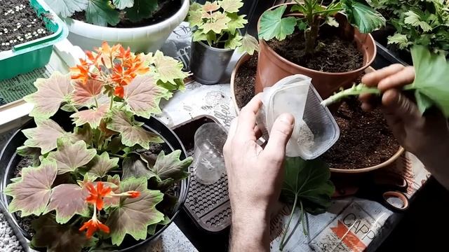 ГЕРАНЬ УКОРЕНИТСЯ БЫСТРО И ЛЕГКО, и всегда будет с зелеными листьями !!! смотреть онлайн