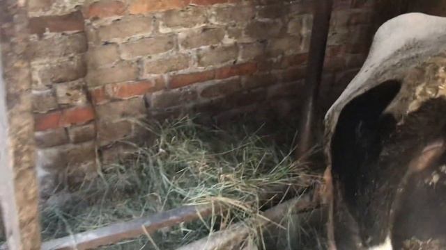 Что делать если бычок ) бычки телята перестали есть смотреть онлайн