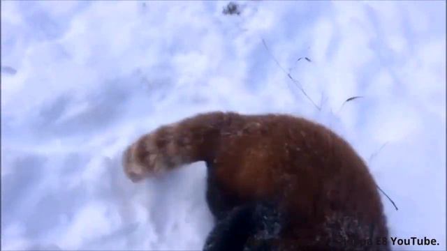 Чудеса творения - Красная панда))) смотреть онлайн