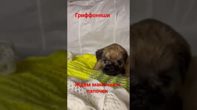 #щенки #брюссельскийгриффон #гриффон #щенокгриффон смотреть онлайн