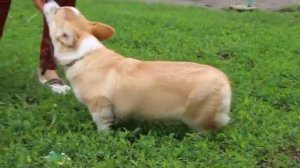 1 урок по дрессировке щенка корги. (вельш корги) С чего начать обучение? как правильно обучать?