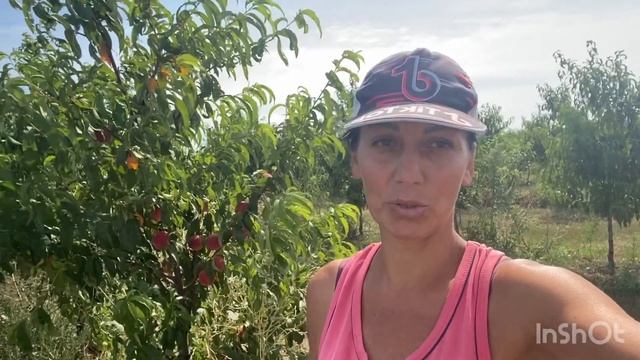 Работа в Крыму / Сбор персиков ? смотреть онлайн