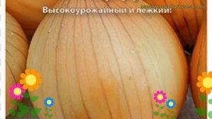 Лук репчатый Халцедон. Краткий обзор, описание характеристик, где купить семена állium