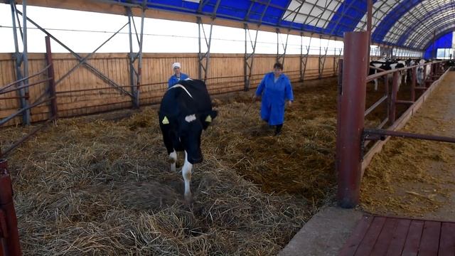 Весы для животных от Номинал смотреть онлайн