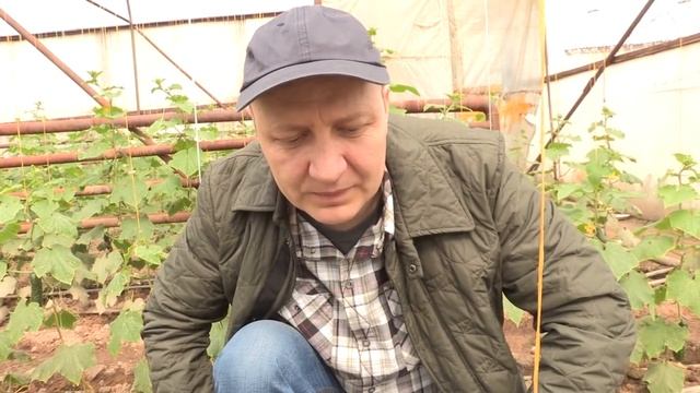 Трипс на огурцах смотреть онлайн