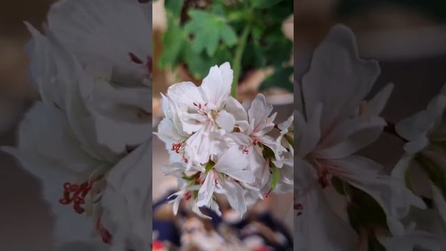 #러쉬무어플래티넘애니버셔리수정#유니콘뿔 смотреть онлайн