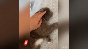 Уход за ушками вислоушки