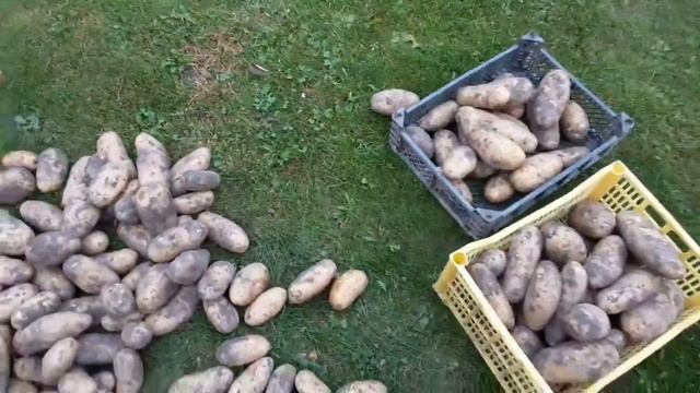 Урожай картошки Просто замечательный #картошка #огород смотреть онлайн