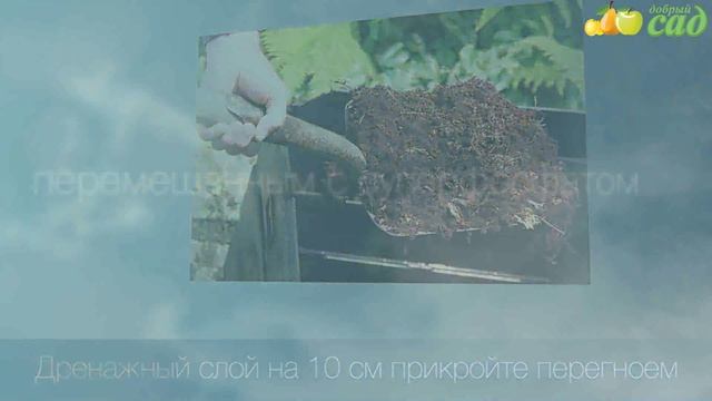 Посадка липы - как правильно посадить липу