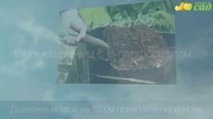 Посадка липы - как правильно посадить липу