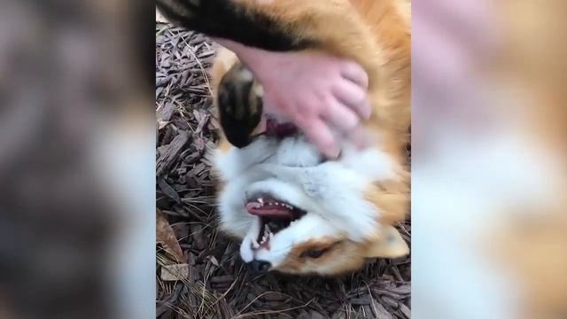 Милые лисички - лиса и расческа | Bazuzu Video ТОП подборка октябрь 2017 смотреть онлайн