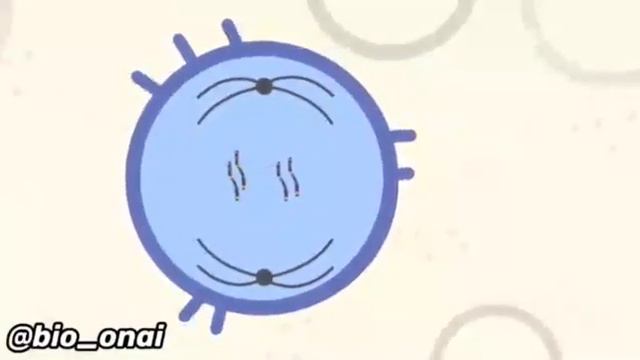 ИНТЕРФАЗА , МИТОЗ , МЕЙОЗ ФАЗАЛАРЫ✅